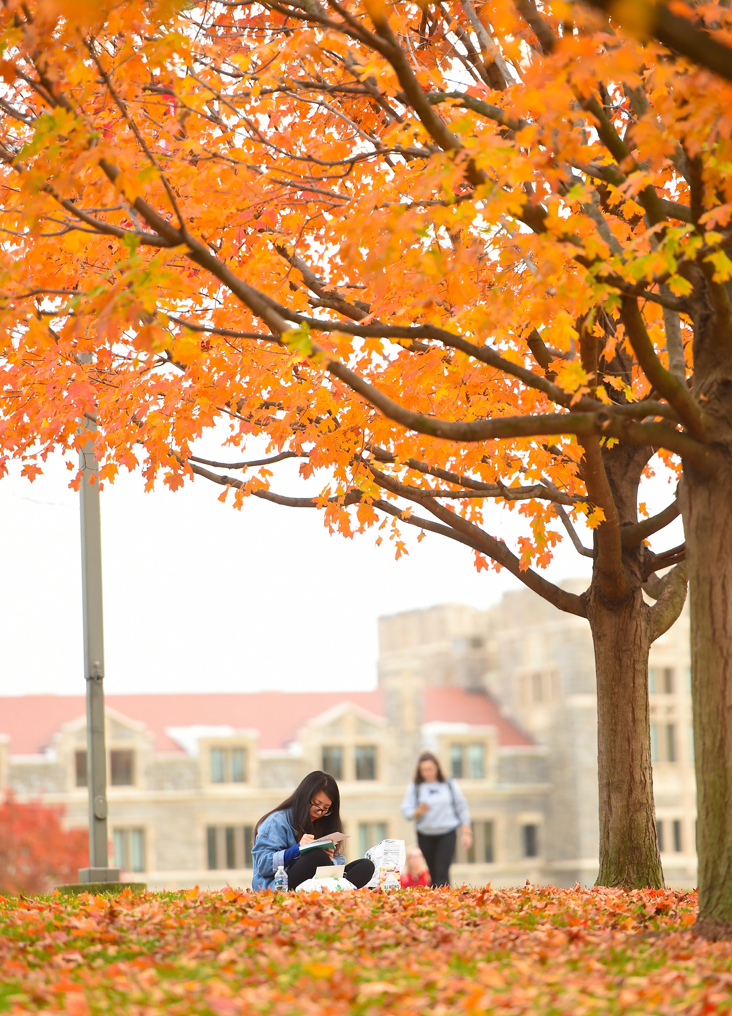 Student studying under a tree in fall